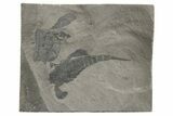 Eurypterus (Sea Scorpion) Fossil - New York #236966-1